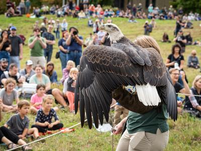 raptor being presented to an audience