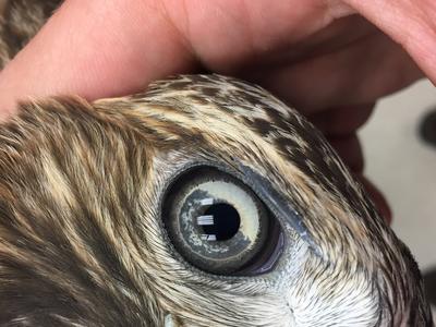 Close up of a red-tailed hawk eye