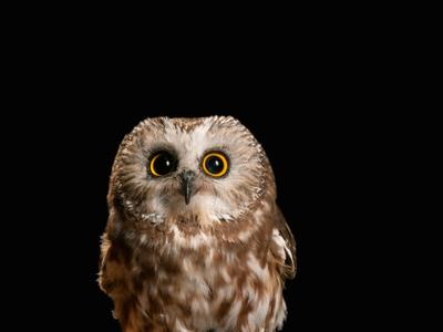 Spruce - the northern saw-whet owl