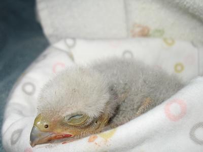 Baby chick asleep wrapped in a white blanket