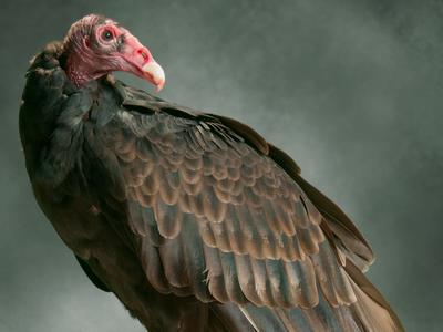 Nero the turkey vulture