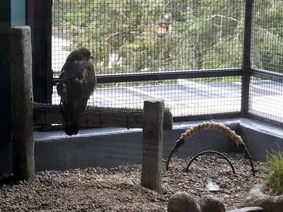 Red-tailed hawk in enclosure
