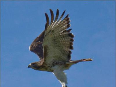 Hawk flying on a creance line