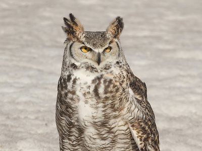 Great horned owl in the snow