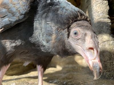 A close up photo of Aura, TRC's new turkey vulture ambassador