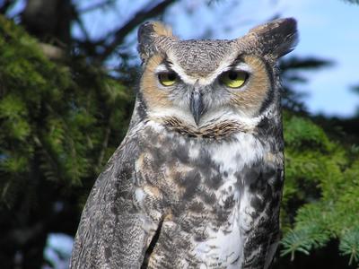 Bubo, the great horned owl