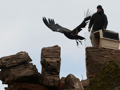 TRC's condor patient being released over the Grant Canyon