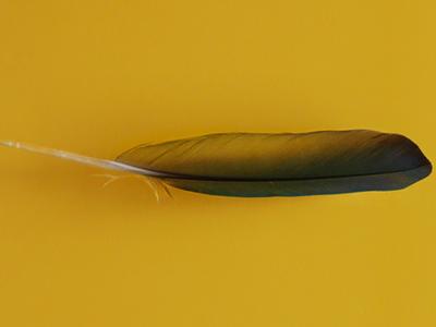 a singel feather