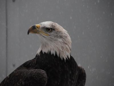 Freedom the bald eagle