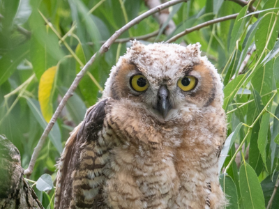 a young owl in a tree