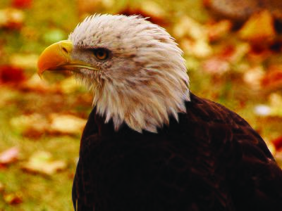 Gladdie, a bald eagle