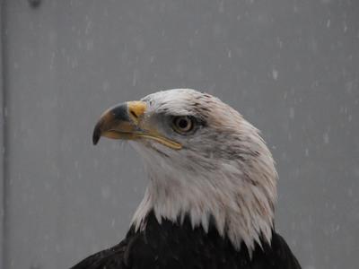 Freedom the eagle