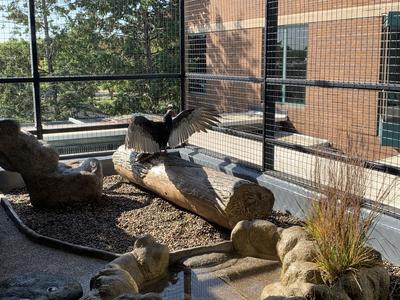 Nero the turkey vulture, in his new enclosure