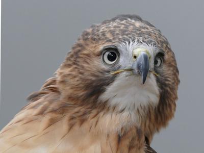 Luta, a red-tailed hawk