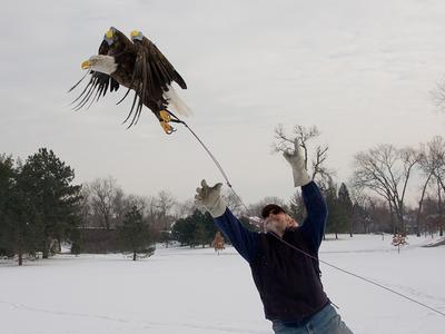 Person releasing a bald eagle