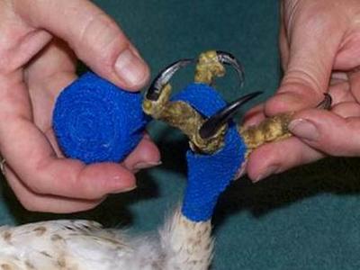 A hawk's foot being bandaged