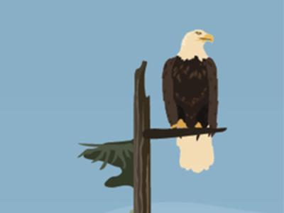 Illustration of bald eagle perched at top of a tree