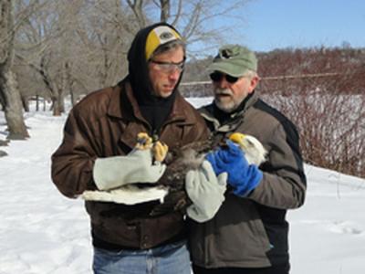 Two volunteers hold an injured eagle while standing outside in the snow