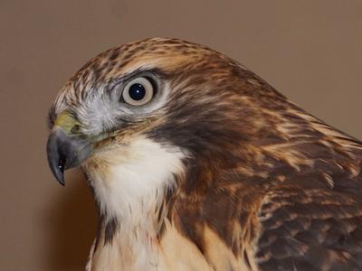 Rowan, a red-tailed hawk