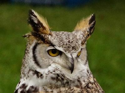 Samantha, a great horned owl