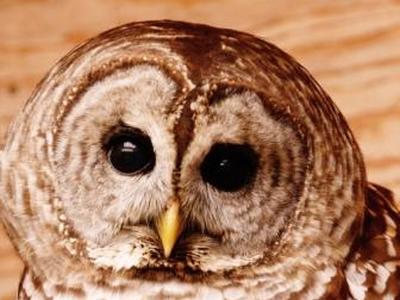 Strix, a barred owl