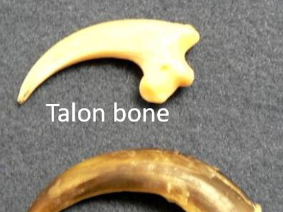 Talon bone and sheath