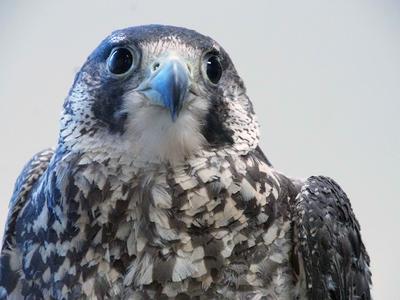 Talon, a peregrine falcon