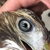 close up of a red-tailed hawk transitioning color