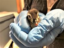 Wood duck being held by a rehabber