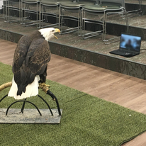 bald eagle in front of a computer