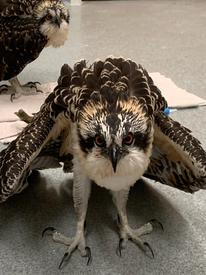 Two osprey in our clinic
