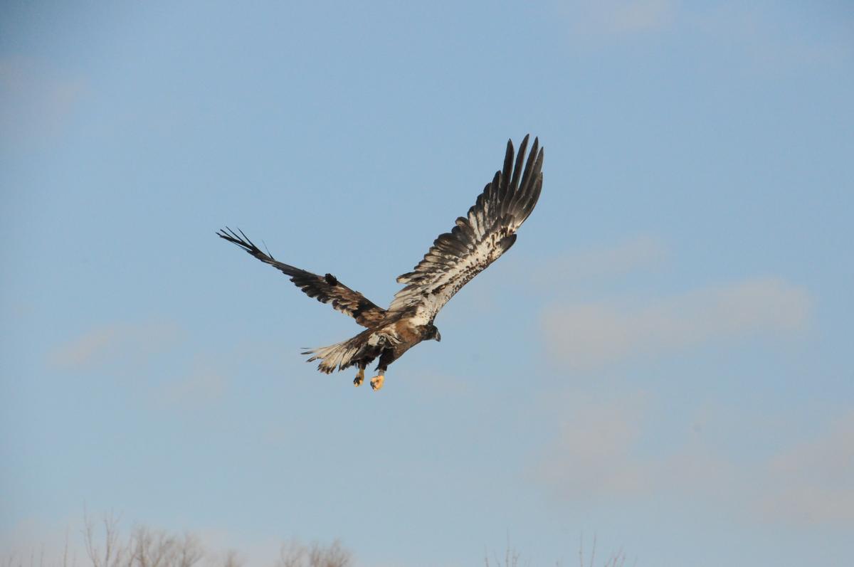 Bald eagle flying away after release