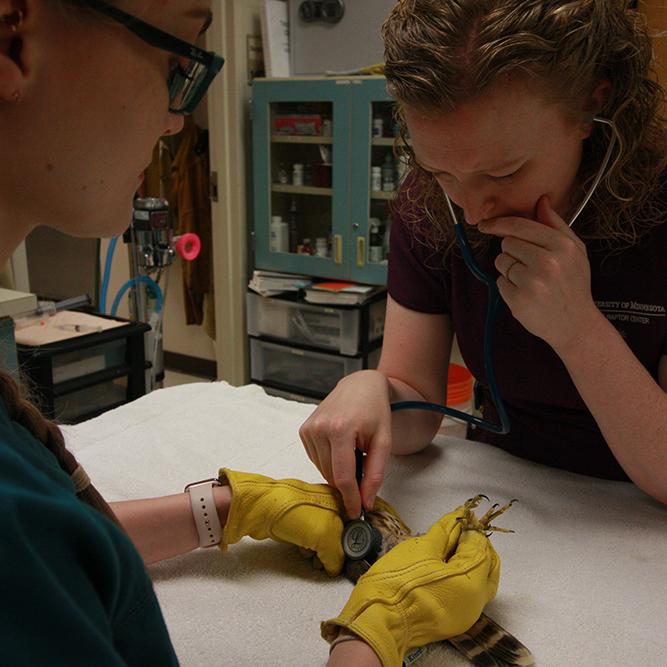 A veterinarian uses a stethoscope on a raptor in the clinic