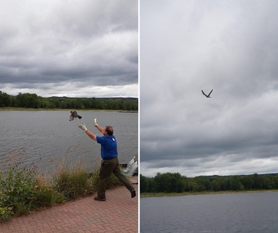 Release of a peregrine falcon back to the wild
