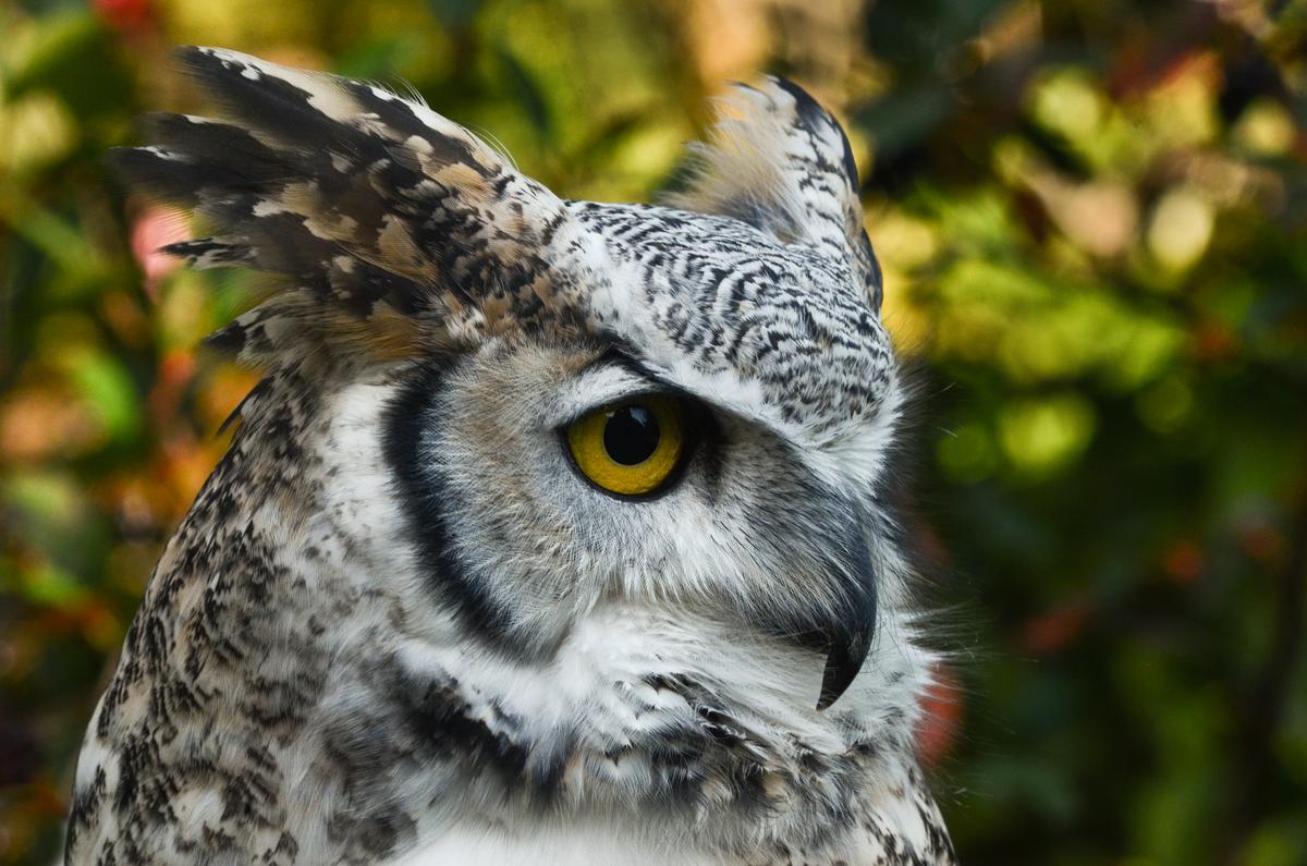 Great horned owl closeup
