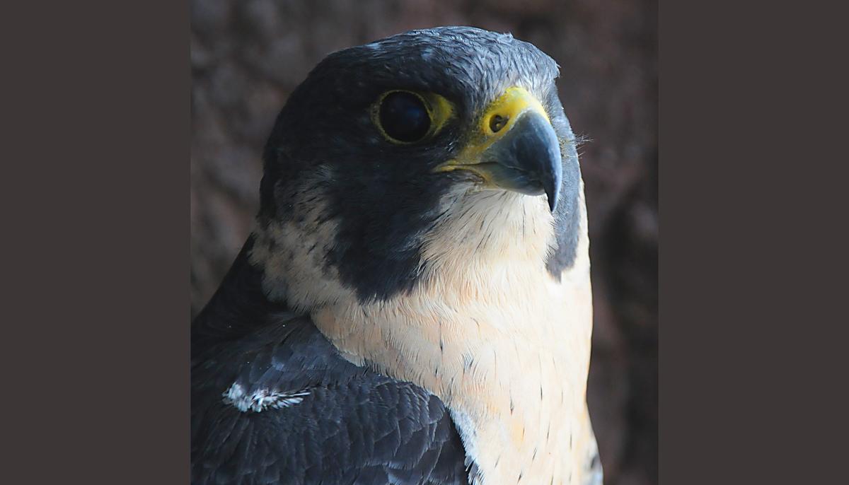 A grey and white peregrine falcon
