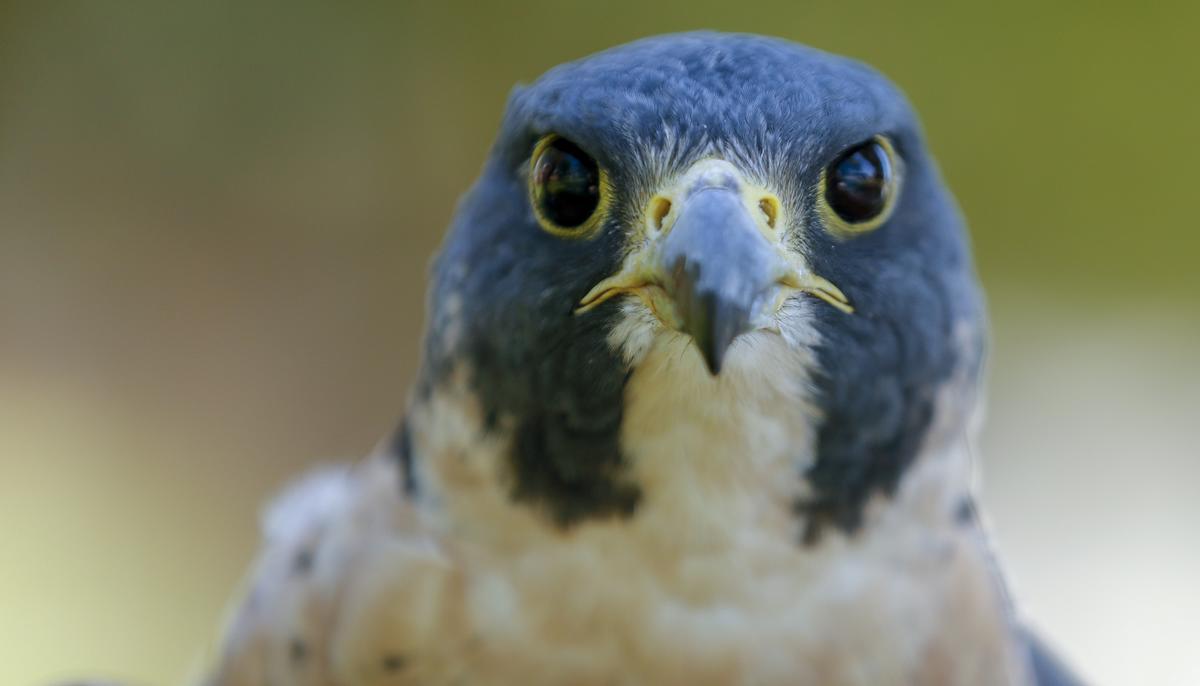 A grey and tan peregrine falcon