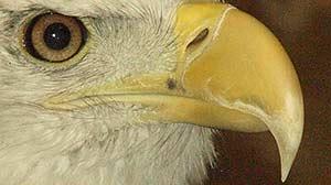 A close up of a Bald Eagle's beak