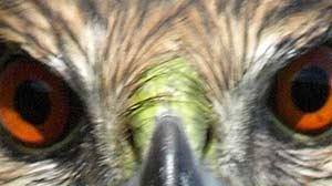 Close up of a raptor's eyes
