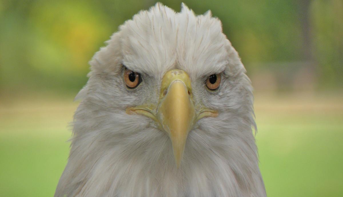 A bald eagle front profile