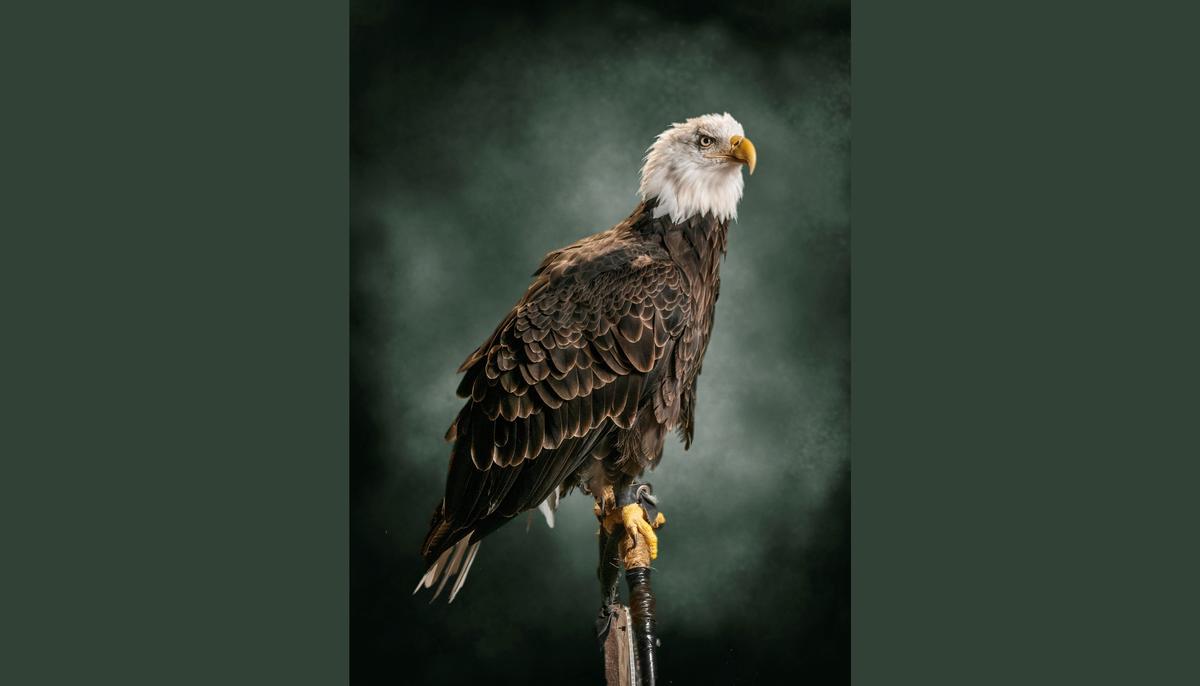 A bald eagle perched on a stand with a green backdrop