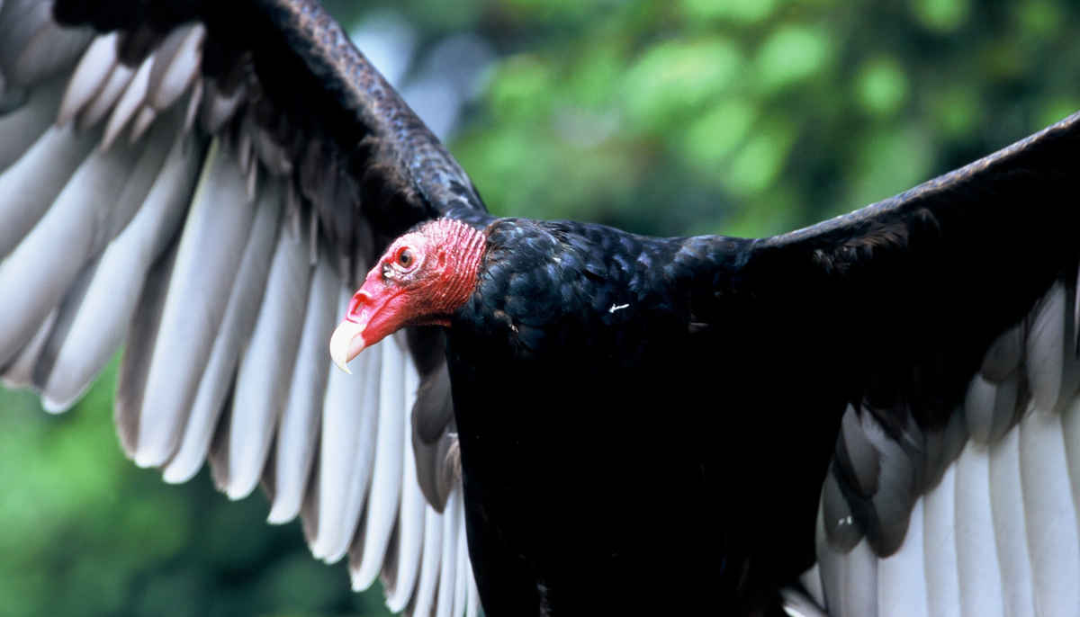 A turkey vulture with spread wings in flight