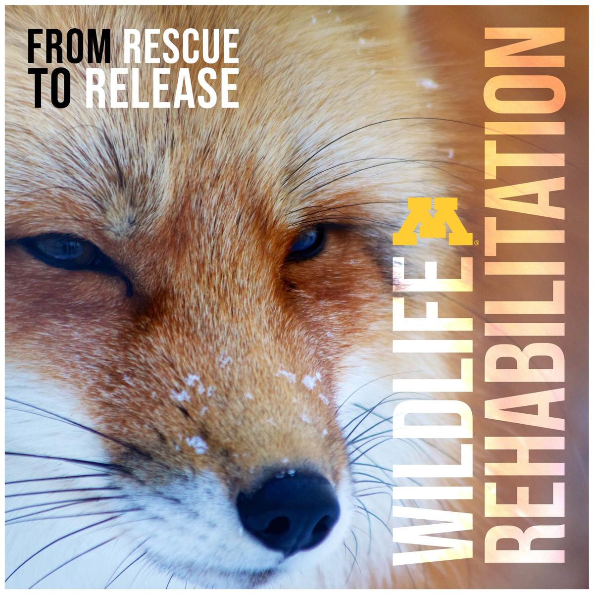 From rescue to release - wildlife rehabilitation logo
