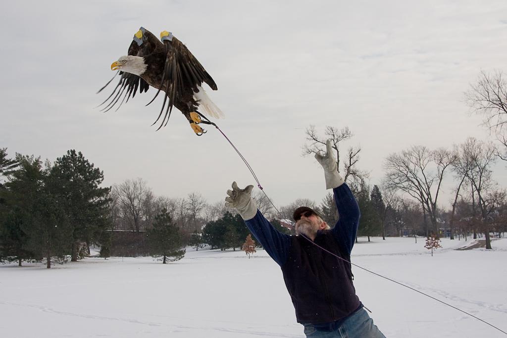 Person releasing a bald eagle
