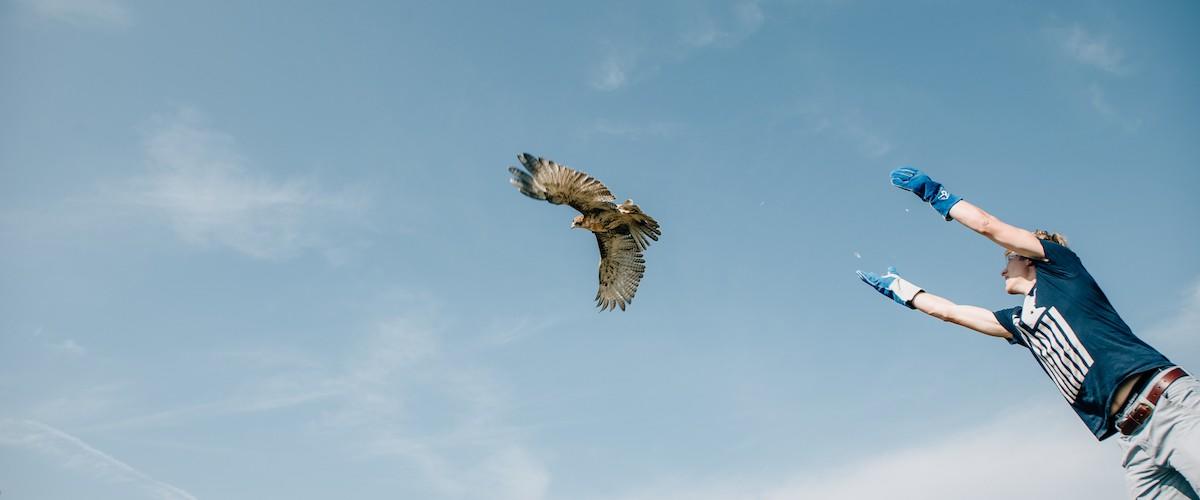 a raptor being released