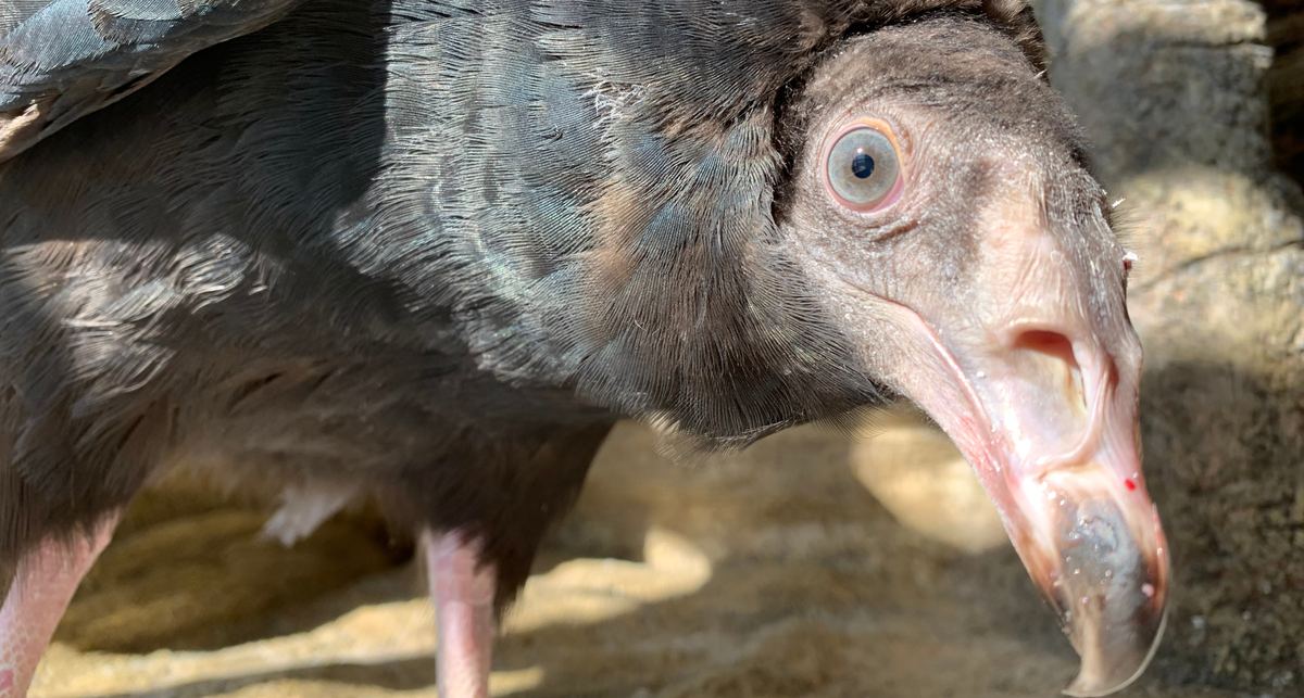 Aura, TRC's ambassador Turkey Vulture, takes a closeup showing off her blue/grey eyes
