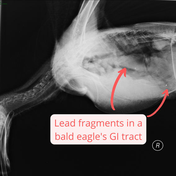 Xray image showing lead fragments in a bald eagle's digestive tract