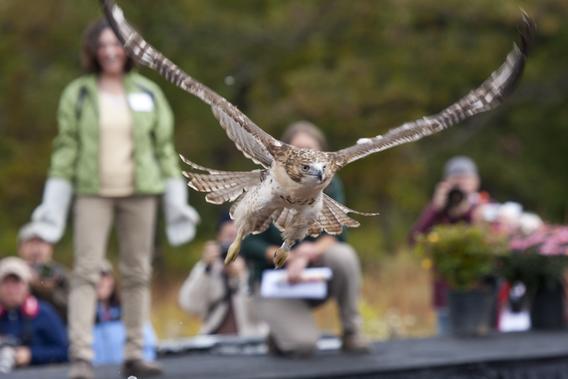A red-tailed hawk being released back to the wild