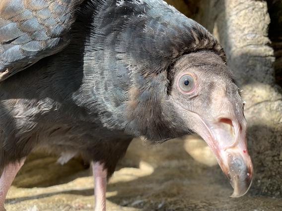 Aura, TRC's new turkey vulture ambassador