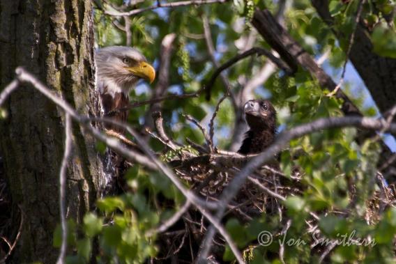 An eagle and eaglet in a nest